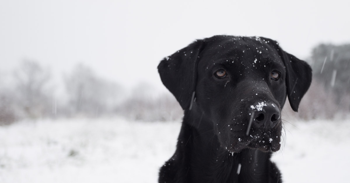 Dog Survives Alaskan Winter